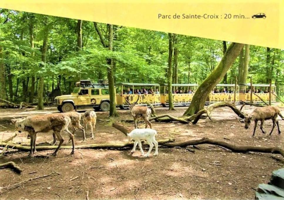 Apartament De 2 A 6 Personnes - Le Street'Art - Sarrebourg Centre - Gare A 500M - A 20 Minutes De Center Parc Et Parc Animalier Sainte-Croix - Netflix - Wifi Zewnętrze zdjęcie